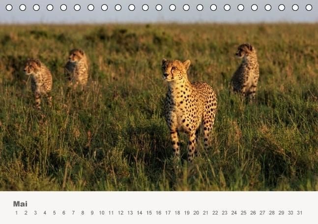 Produktbild: Faszination Ostafrika - Tierwelt und Natur aus Kenia und Tansania (Tischkalender immerw&auml;hrend DIN A5 quer)