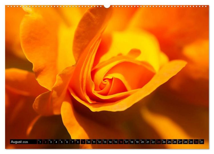 Produktbild: Rosen nat&uuml;rlich sch&ouml;n (hochwertiger Premium Wandkalender 2026 DIN A2 quer), Kunstdruck in Hochglanz