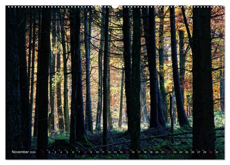 Produktbild: Erleuchtung im Wald (hochwertiger Premium Wandkalender 2026 DIN A2 quer), Kunstdruck in Hochglanz