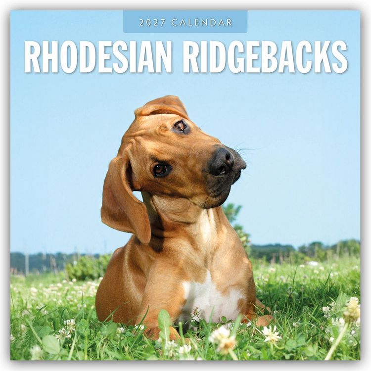 Produktbild: Rhodesian Ridgebacks &ndash; Rhodesian Ridgeback 2027 &ndash; 16-Monatskalender