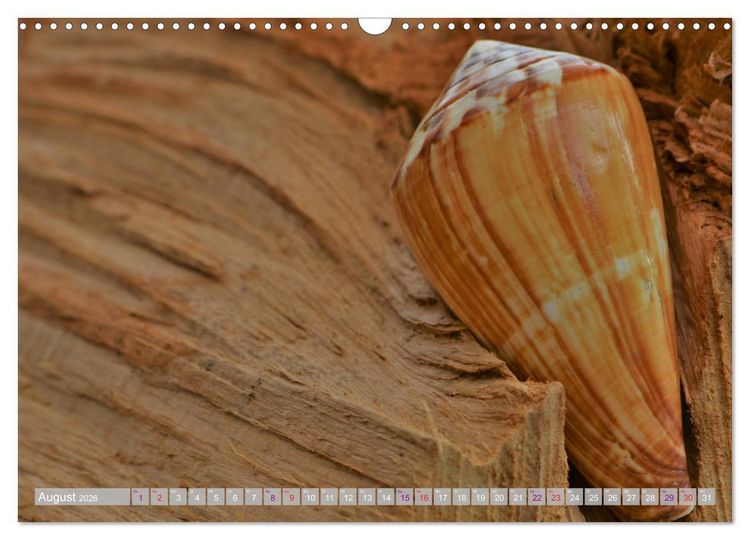 Produktbild: H&auml;user der Meere: Muscheln - Seeigel - Schnecken (Wandkalender 2026 DIN A3 quer), CALVENDO Monatskalender