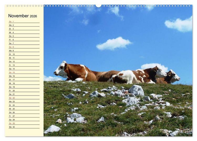 Produktbild: Gl&uuml;ckliche K&uuml;he auf saftigen Wiesen (Wandkalender 2026 DIN A2 quer), CALVENDO Monatskalender