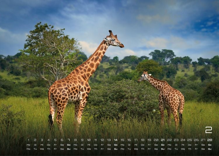 Produktbild: Afrikas Tierwelt - Der Tierkalender - 2027 - Kalender DIN A3