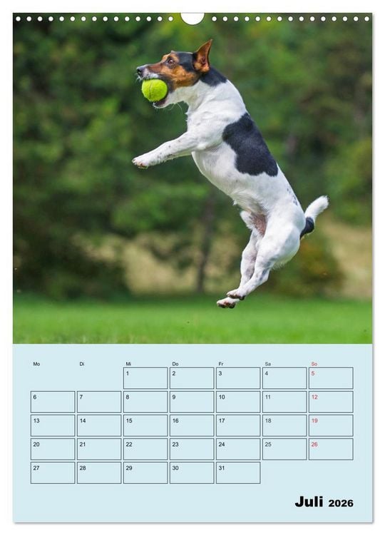 Produktbild: Familienplaner Jack und Parson Russell Terrier (Wandkalender 2026 DIN A3 hoch), CALVENDO Monatskalender