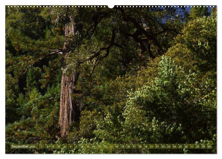 Produktbild: Spaziergang im Wald (hochwertiger Premium Wandkalender 2026 DIN A2 quer), Kunstdruck in Hochglanz