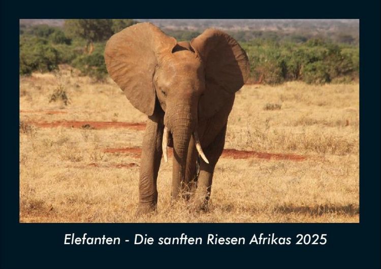 Produktbild: Elefanten - Die sanften Riesen Afrikas 2025 Fotokalender DIN A4