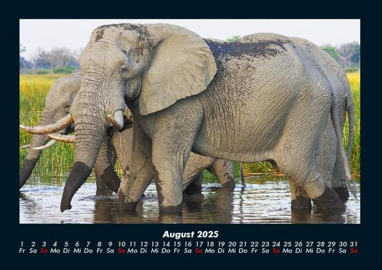 Produktbild: Elefanten 2025 Fotokalender DIN A4