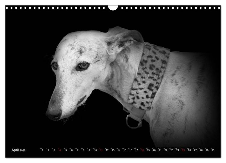 Produktbild: Galgo Espa&ntilde;ol - der spanische Windhund 2027 (Wandkalender 2027 DIN A3 quer), CALVENDO Monatskalender