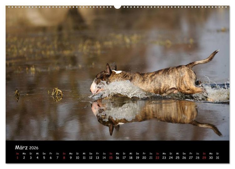 Produktbild: Bullterrier? Was sonst! (hochwertiger Premium Wandkalender 2026 DIN A2 quer), Kunstdruck in Hochglanz
