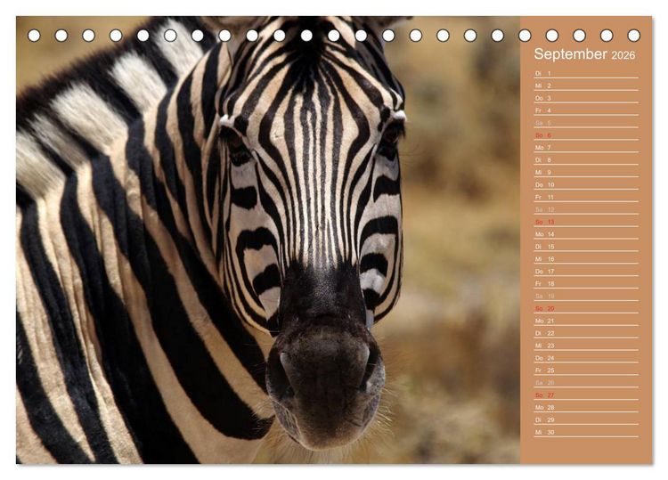 Produktbild: Afrika - Faszinierende Tierwelt (Tischkalender 2026 DIN A5 quer), CALVENDO Monatskalender