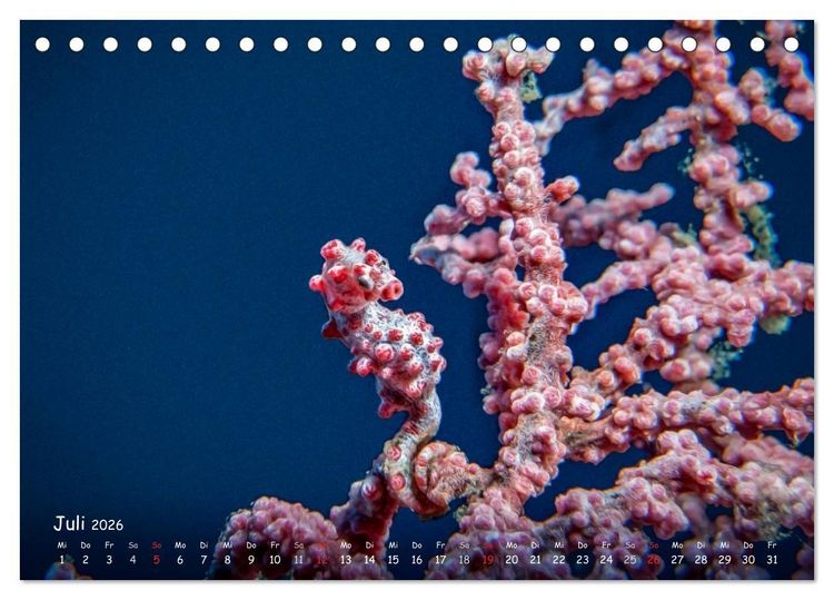 Produktbild: Hippocampus oder einfach nur Seepferdchen (Tischkalender 2026 DIN A5 quer), CALVENDO Monatskalender