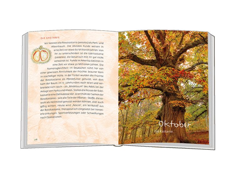 Produktbild: Mein Freund, der Baum