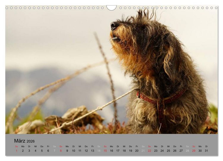 Produktbild: Liebenswerte Clowns (Wandkalender 2026 DIN A3 quer), CALVENDO Monatskalender