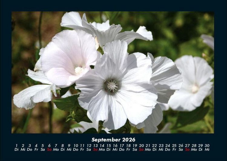 Produktbild: Blumenkalender 2026 Fotokalender DIN A4