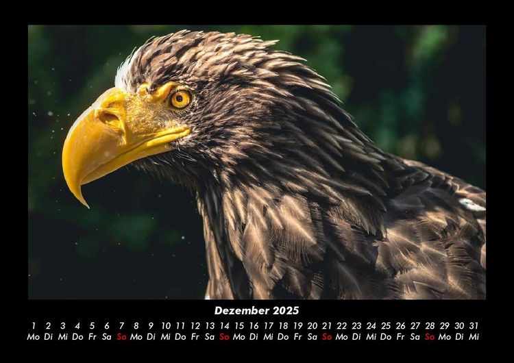 Produktbild: Adler 2025 Fotokalender DIN A3