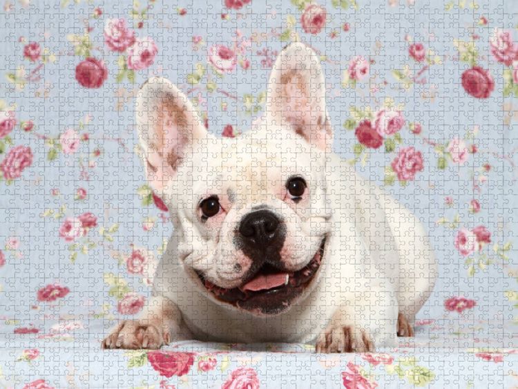 Produktbild: CALVENDO Puzzle Franz&ouml;sische Bulldogge / French Bulldog | 1000 Teile Lege-Gr&ouml;&szlig;e 64x48cm Foto-Puzzle f&uuml;r gl&uuml;ckliche Stunden