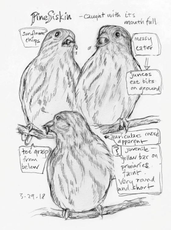 Produktbild: The Backyard Bird Chronicles