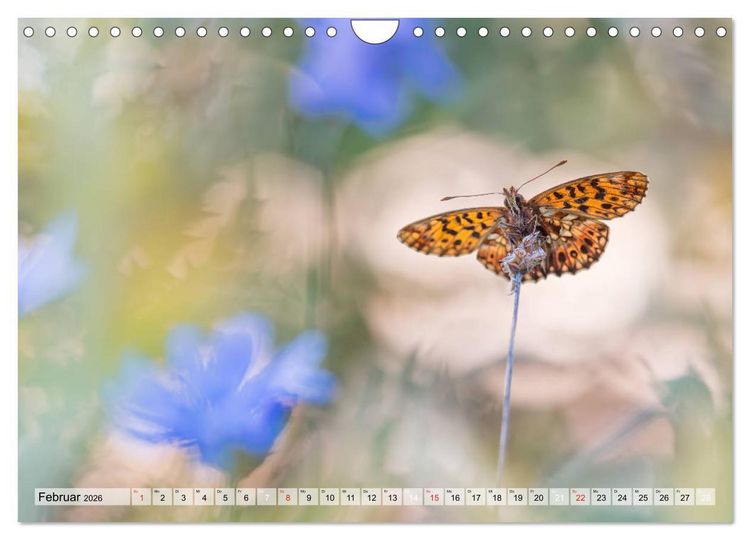 Produktbild: Magie der Schmetterlinge (Wandkalender 2026 DIN A4 quer), CALVENDO Monatskalender