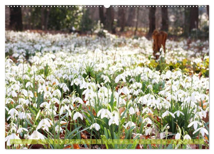 Produktbild: Wei&szlig;e Fr&uuml;hlingsbl&uuml;ten (Wandkalender 2026 DIN A2 quer), CALVENDO Monatskalender