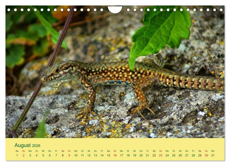 Produktbild: Flinke Eidechsen (Wandkalender 2026 DIN A4 quer), CALVENDO Monatskalender