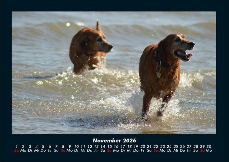 Produktbild: Hunde 2026 Fotokalender DIN A4
