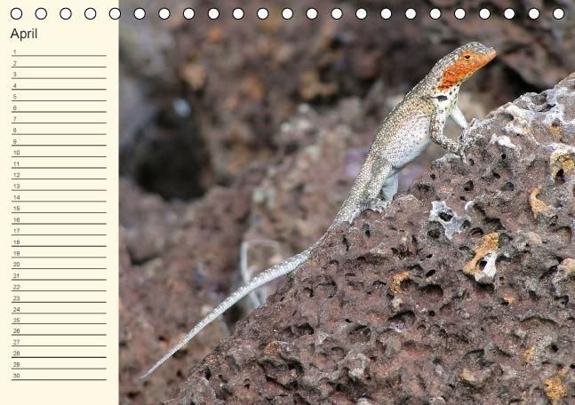 Produktbild: Gal&aacute;pagos Geburtstagskalender (Tischkalender immerw&auml;hrend DIN A5 quer)