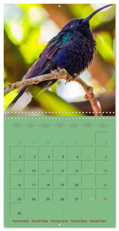Produktbild: Douze oiseaux de la capitale du Costa Rica (Calendrier mural carr&eacute; 2026 30x30 cm) Calendrier double avec une page pour vos prises de notes