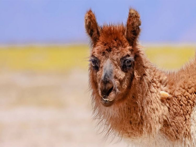 Produktbild: CALVENDO Puzzle Lama | 1000 Teile Lege-Gr&ouml;&szlig;e 64x48cm Foto-Puzzle f&uuml;r gl&uuml;ckliche Stunden