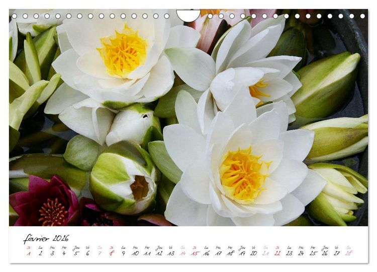 Produktbild: N&eacute;nuphars enchanteurs (Calendrier mural 2026 DIN A4 vertical), CALVENDO calendrier mensuel