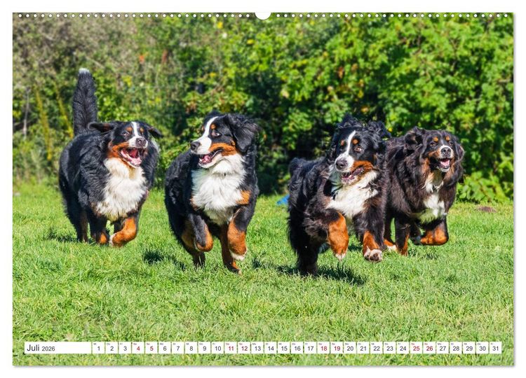Produktbild: Berner Sennenhund - Der beste Freund f&uuml;rs Leben (hochwertiger Premium Wandkalender 2026 DIN A2 quer), Kunstdruck in Hochglanz