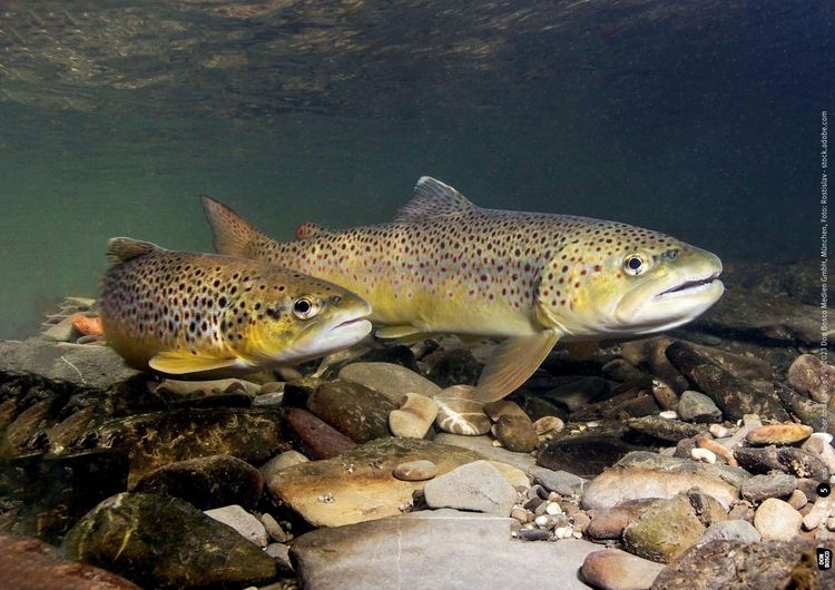 Produktbild: Frosch, Biber und Libelle. Tiere am Wasser. Kamishibai Bildkarten und Memo-Spiel