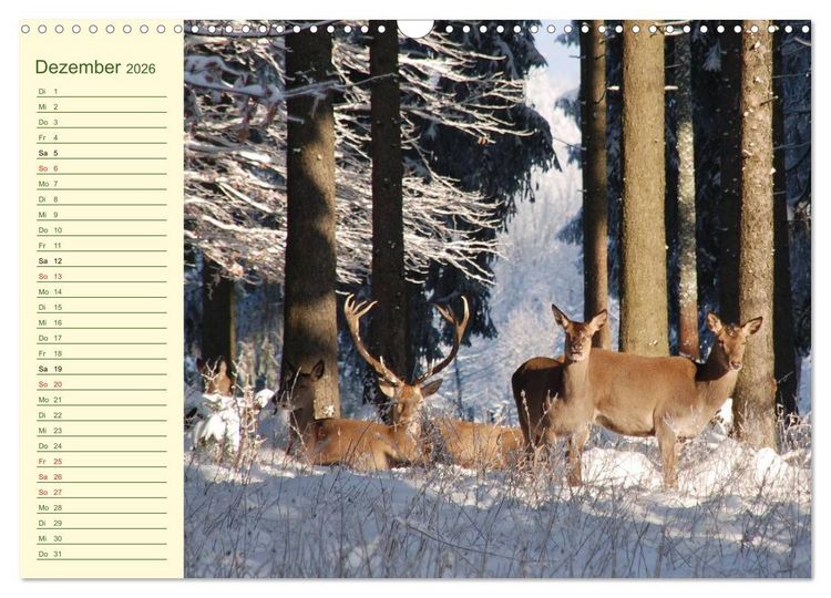 Produktbild: Begegnungen. DER HIRSCH (Wandkalender 2026 DIN A3 quer), CALVENDO Monatskalender