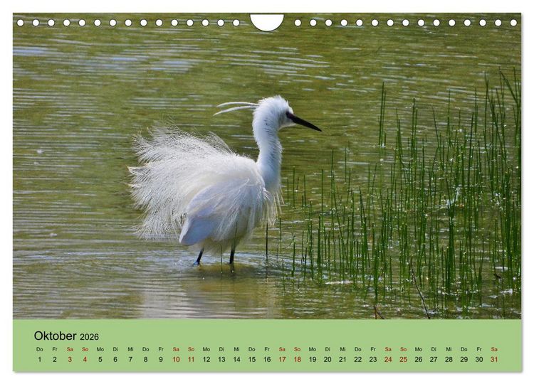 Produktbild: Flamingo und Co - Faszinierende Vogelwelt S&uuml;dfrankreichs (Wandkalender 2026 DIN A4 quer), CALVENDO Monatskalender
