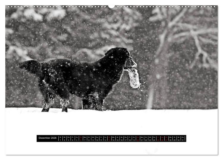 Produktbild: Flatcoated Retriever Black Edition (hochwertiger Premium Wandkalender 2026 DIN A2 quer), Kunstdruck in Hochglanz