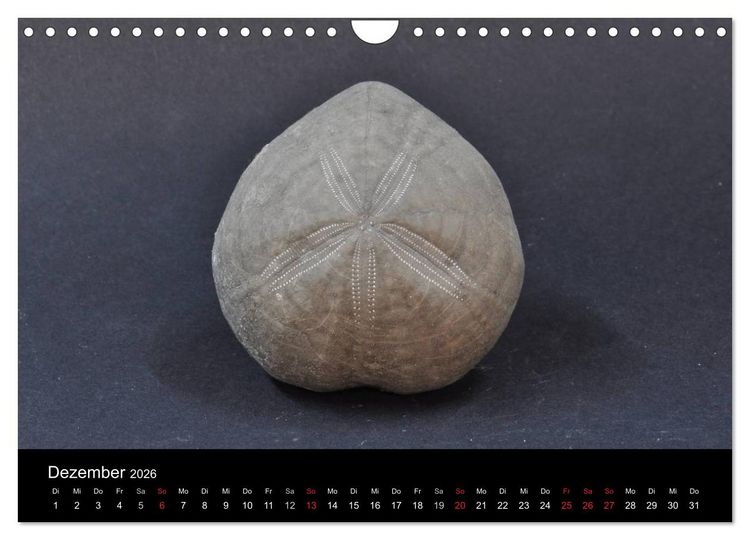 Produktbild: Fossilien - Zeugen der Urzeit (Wandkalender 2026 DIN A4 quer), CALVENDO Monatskalender