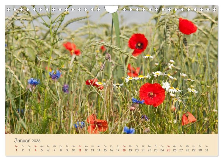 Produktbild: Mohnblumen - rote Sch&ouml;nheiten (Wandkalender 2026 DIN A4 quer), CALVENDO Monatskalender