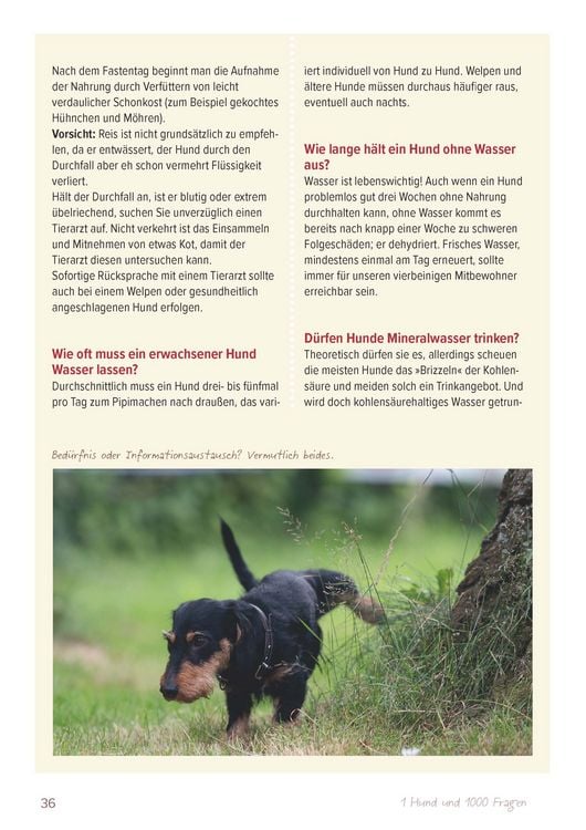 Produktbild: Ein Hund und 1000 Fragen