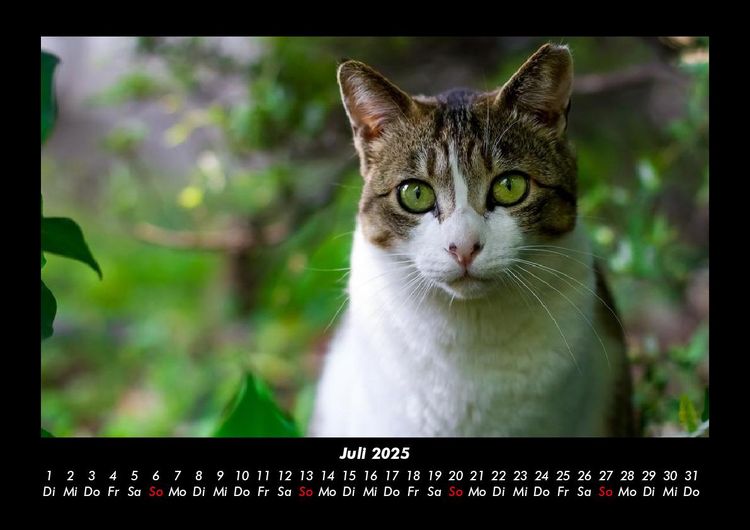 Produktbild: F&uuml;r Katzenfreunde 2025 Fotokalender DIN A3