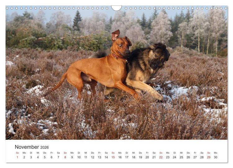 Produktbild: Ridgebacks - Hunde aus Afrika (Wandkalender 2026 DIN A3 quer), CALVENDO Monatskalender