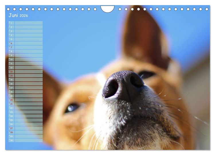 Produktbild: Basenji, der Kongo-Terrier (Wandkalender 2026 DIN A4 quer), CALVENDO Monatskalender