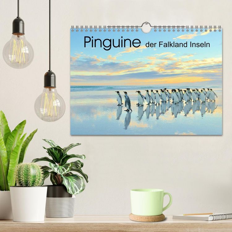 Produktbild: Pinguine der Falkland Inseln (Wandkalender 2026 DIN A4 quer), CALVENDO Monatskalender