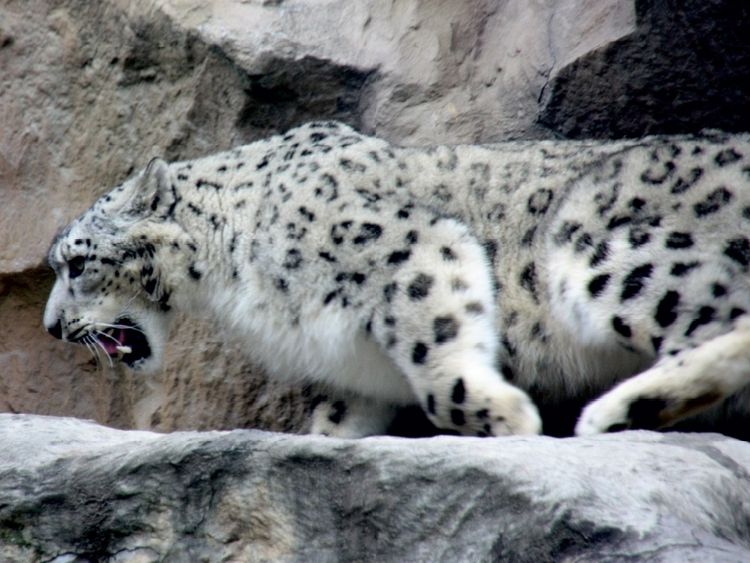 Produktbild: CALVENDO Puzzle Der Schneeleopard | 1000 Teile Lege-Gr&ouml;&szlig;e 64x48cm Foto-Puzzle f&uuml;r gl&uuml;ckliche Stunden