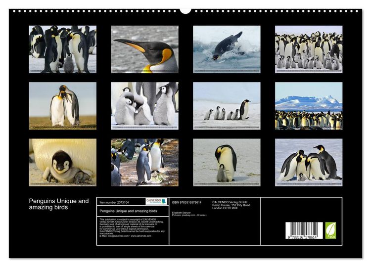 Produktbild: Penguins Unique and amazing birds (High Quality Premium Wall Calendar 2026 DIN A2 landscape),CALVENDO 12 Month Wall Calendar