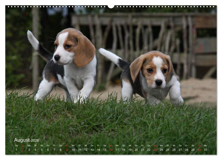 Produktbild: Beagle (hochwertiger Premium Wandkalender 2026 DIN A2 quer), Kunstdruck in Hochglanz