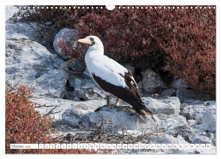 Produktbild: Galapagos. Verzauberte Inseln (Wandkalender 2026 DIN A3 quer), CALVENDO Monatskalender