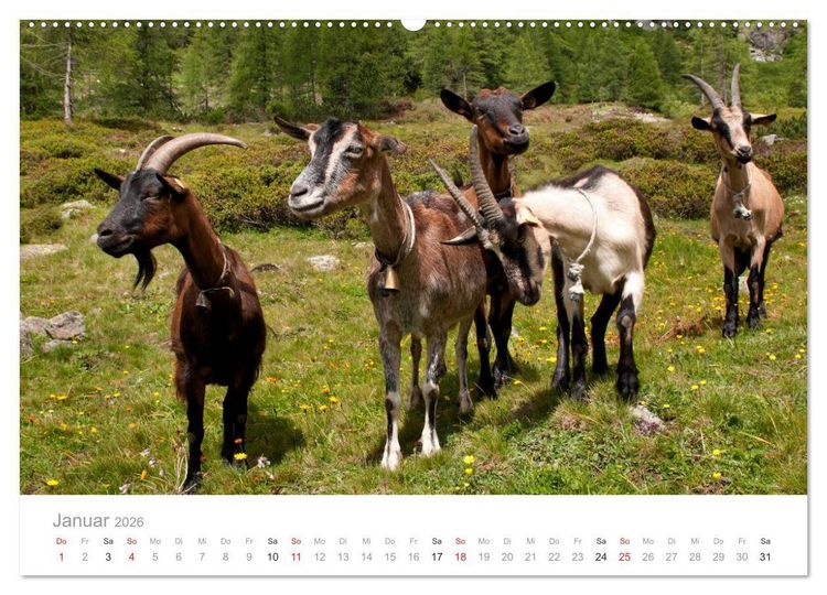 Produktbild: Tiere in Freiheit - Nutztiere auf der Alm (Wandkalender 2026 DIN A2 quer), CALVENDO Monatskalender