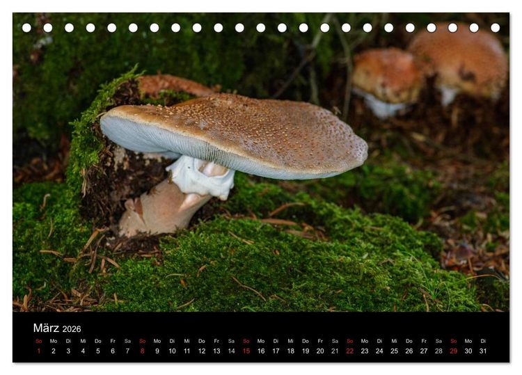 Produktbild: Pilze in Wald und Flur (Tischkalender 2026 DIN A5 quer), CALVENDO Monatskalender