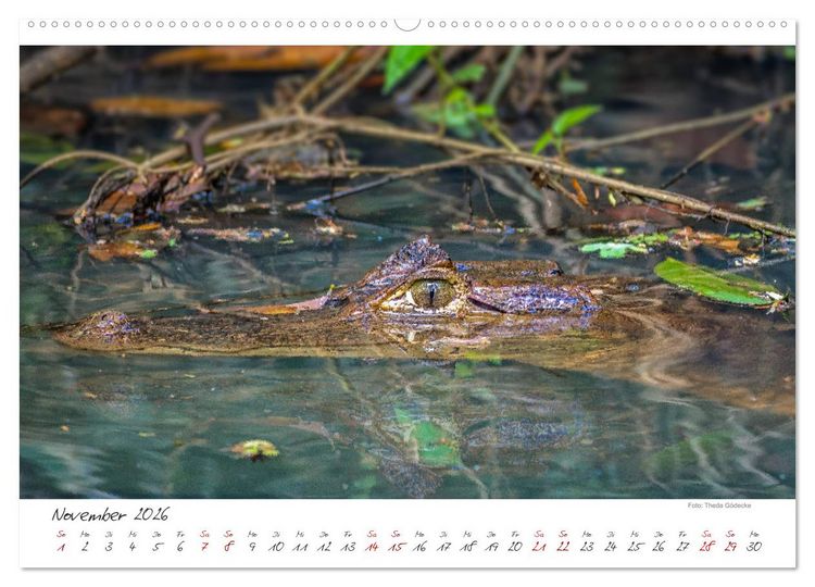 Produktbild: Natur pur, Costa Rica (hochwertiger Premium Wandkalender 2026 DIN A2 quer), Kunstdruck in Hochglanz