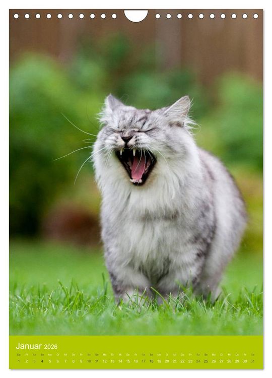 Produktbild: Britisch Langhaar Katzen (Wandkalender 2026 DIN A4 hoch), CALVENDO Monatskalender