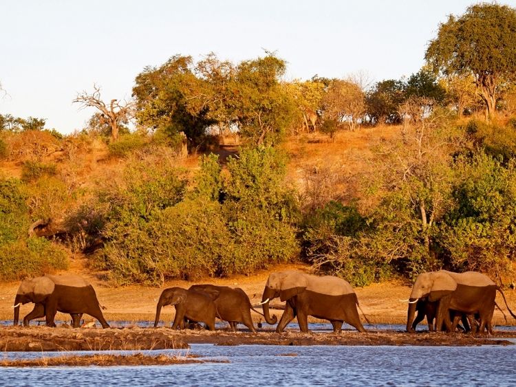 Produktbild: CALVENDO Puzzle Elefanten am Fluss, Afrika | 1000 Teile Lege-Gr&ouml;&szlig;e 64x48cm Foto-Puzzle f&uuml;r gl&uuml;ckliche Stunden